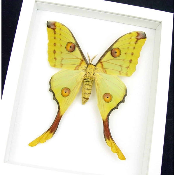 Comet Moth Argema Mittrei female Framed Taxidermy Vibrant White Display