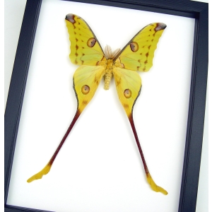 Giant Comet Moth Argema Mittrei Male Framed Taxidermy Classic Black Display
