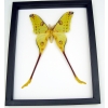 Giant Comet Moth Argema Mittrei Male Framed Taxidermy Classic Black Display