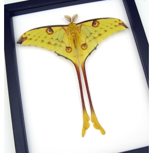 Resting Comet Moth Argema Mittrei Male Framed Taxidermy Classic Black Display