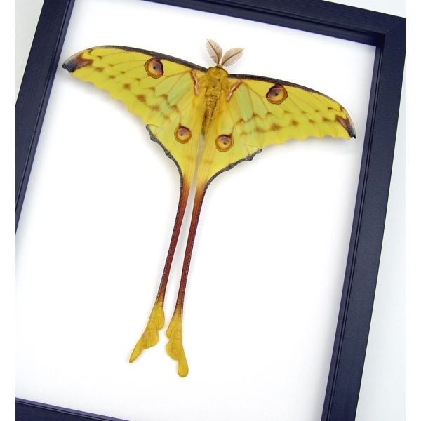 Resting Comet Moth Argema Mittrei Male Framed Taxidermy Classic Black Display