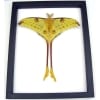 Resting Comet Moth Argema Mittrei Male Framed Taxidermy Classic Black Display