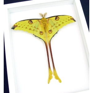 Real Comet Moth Argema Mittrei Male Resting Framed Taxidermy Vibrant White Display