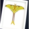 Real Comet Moth Argema Mittrei Male Resting Framed Taxidermy Vibrant White Display