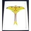 Real Comet Moth Argema Mittrei Male Resting Framed Taxidermy Vibrant White Display