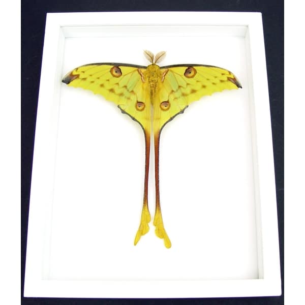 Real Comet Moth Argema Mittrei Male Resting Framed Taxidermy Vibrant White Display