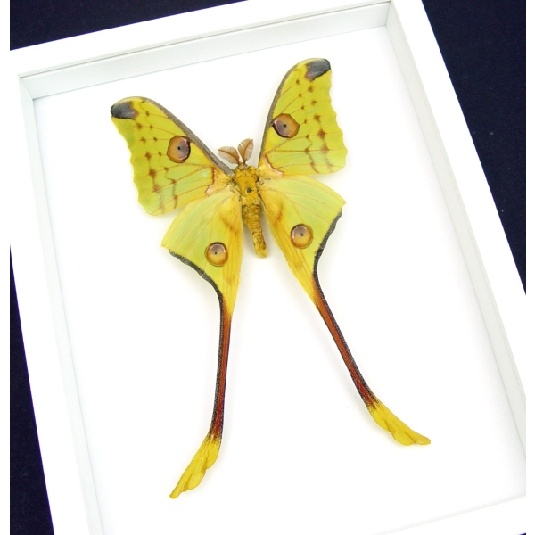 Giant Comet Moth Argema Mittrei Male Framed Taxidermy Vibrant White Display