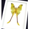 Giant Comet Moth Argema Mittrei Male Framed Taxidermy Vibrant White Display