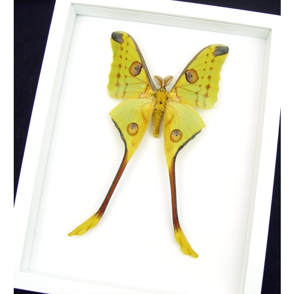 Giant Comet Moth Argema Mittrei Male Framed Taxidermy Vibrant White Display