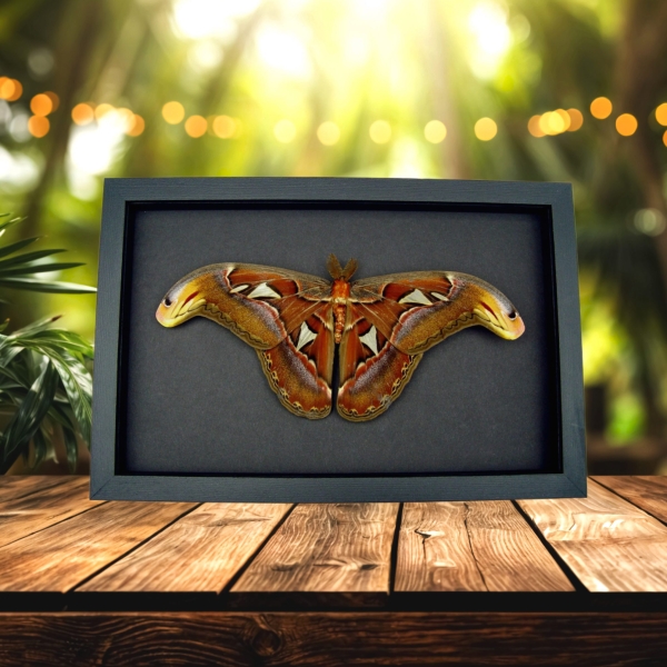 Resting Atlas Moth Attacus Atlas Male Large Real Framed Taxidermy Moonlight Display