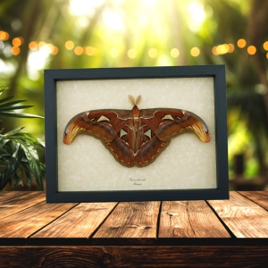 Resting Atlas Moth Attacus Atlas Male Large Real Framed Taxidermy