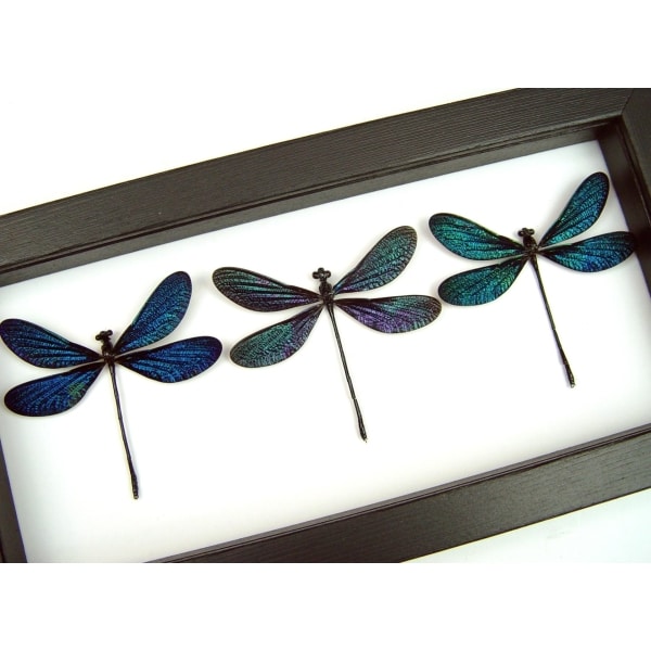 Aurora Borealis Northern Lights Damselfly Collection Metallic glittery Blue Green Purple Damselflies Classic Black Display