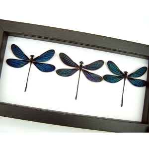 Aurora Borealis Northern Lights Damselfly Collection Metallic glittery Blue Green Purple Damselflies Classic Black Display