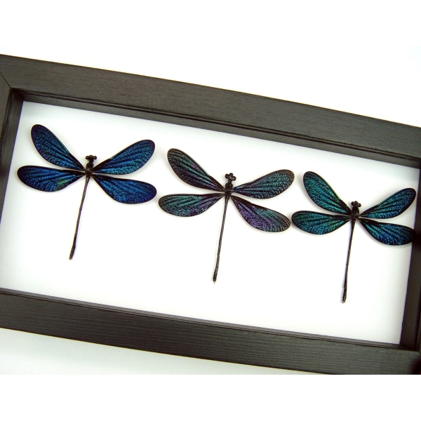 Aurora Borealis Northern Lights Damselfly Collection Metallic glittery Blue Green Purple Damselflies Classic Black Display