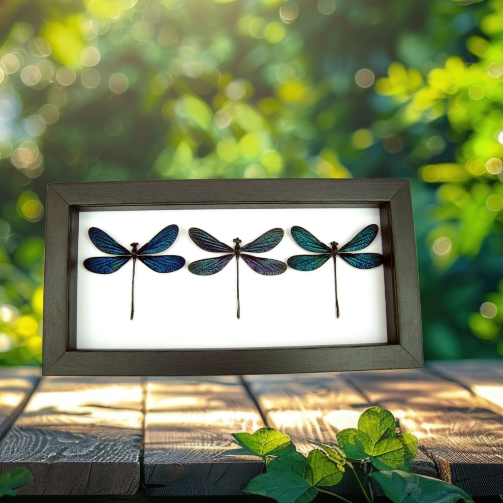 Aurora Borealis Northern Lights Damselfly Collection Blue Green Purple Damselflies Classic Black Display