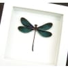 Framed Damselfly Aurora Borealis Green Damselfly Vibrant White Displays