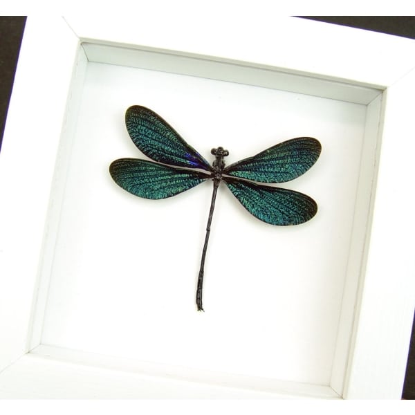Framed Damselfly Aurora Borealis Green Damselfly Vibrant White Displays