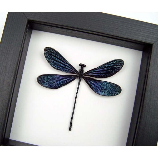 Framed Damselfly Aurora Borealis Purple Damselfly Classic Black Display