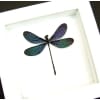 Framed Damselfly Aurora Borealis Purple Damselfly Vibrant White Display