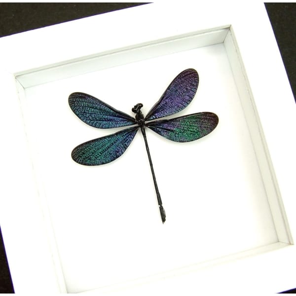 Framed Damselfly Aurora Borealis Purple Damselfly Vibrant White Display