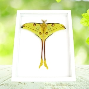 Real Comet Moth Argema Mittrei Male Resting Framed Taxidermy Vibrant White Display