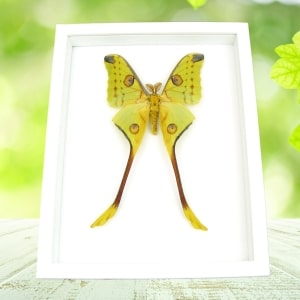 Giant Comet Moth Argema Mittrei Male Framed Taxidermy Vibrant White Display