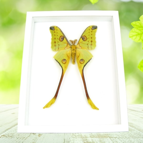 Giant Comet Moth Argema Mittrei Male Framed Taxidermy Vibrant White Display