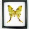Argema Mittrei female Framed Moon Comet Moth Classic Black Display