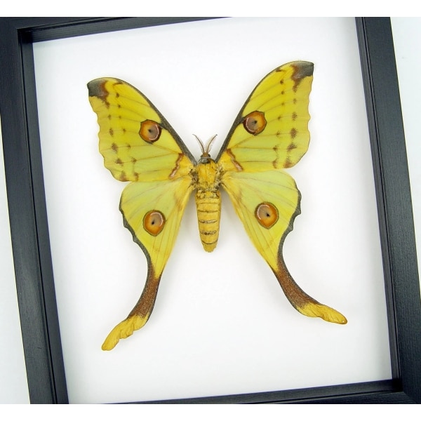 Argema Mittrei female Framed Moon Comet Moth Classic Black Display