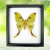 Argema Mittrei female Framed Moon Comet Moth Classic Black Display