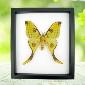 Argema Mittrei female Framed Moon Comet Moth Classic Black Display