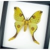 Argema Mittrei female Framed Moon Comet Moth Classic Black Display