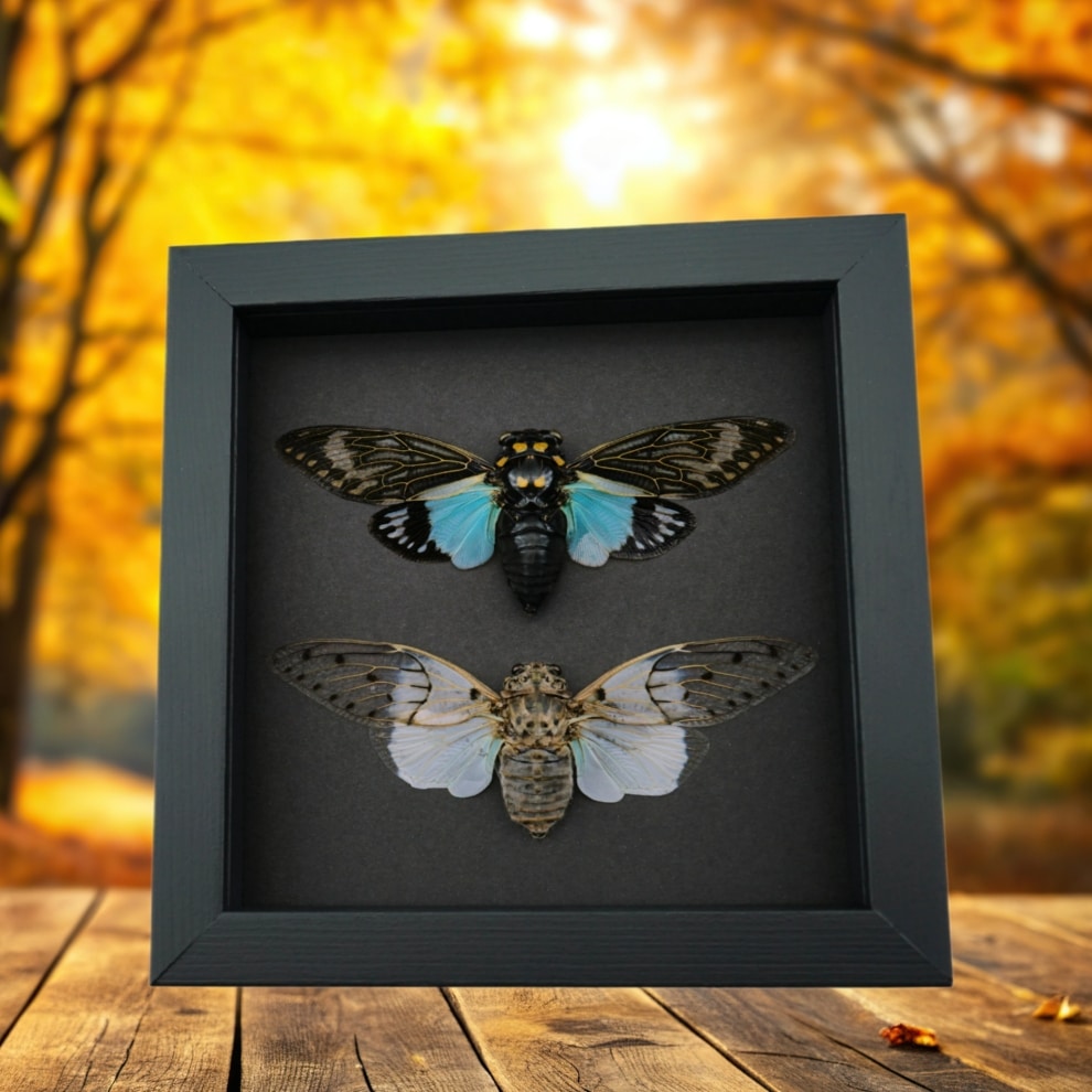 Ghost Cicada Collection Blue White Cicadas Framed Taxidermy Moonlight Display Ghost Cicada Collection Blue White Cicadas Framed Taxidermy Moonlight Display