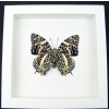 Baeotus deucalion White Flower Butterfly Framed Taxidermy Vibrant White Display