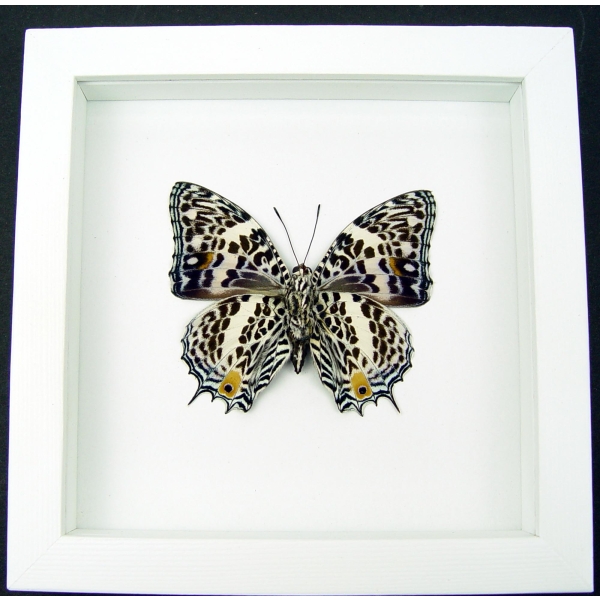 Baeotus deucalion White Flower Butterfly Framed Taxidermy Vibrant White Display