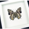 Baeotus deucalion White Flower Butterfly Framed Taxidermy Vibrant White Display