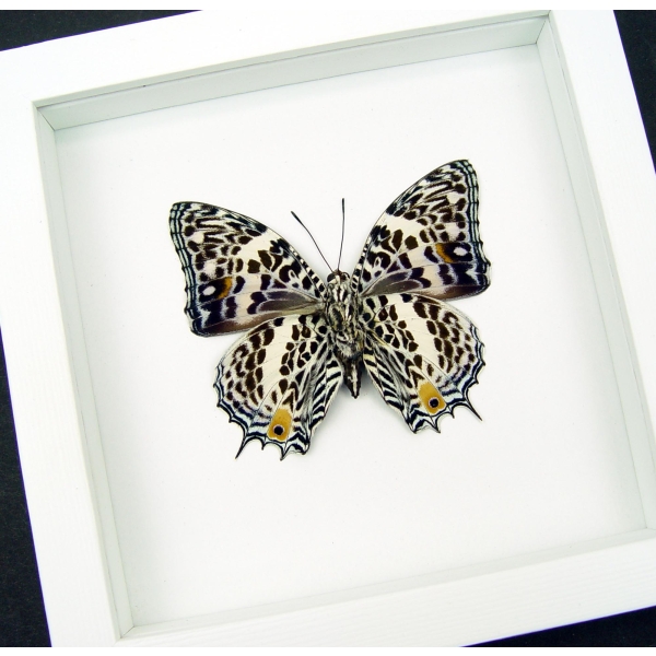 Baeotus deucalion White Flower Butterfly Framed Taxidermy Vibrant White Display