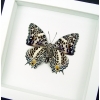Baeotus deucalion White Flower Butterfly Framed Taxidermy Vibrant White Display