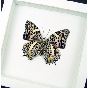 Baeotus deucalion White Flower Butterfly Framed Taxidermy Vibrant White Display