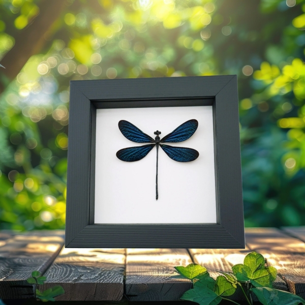 Real Framed Blue Damselfly Aurora Borealis Insect Taxidermy Classic Black Display