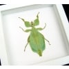 Phyllium celebicum Green Walking Leaf Mimic Framed Insect Vibrant White Display