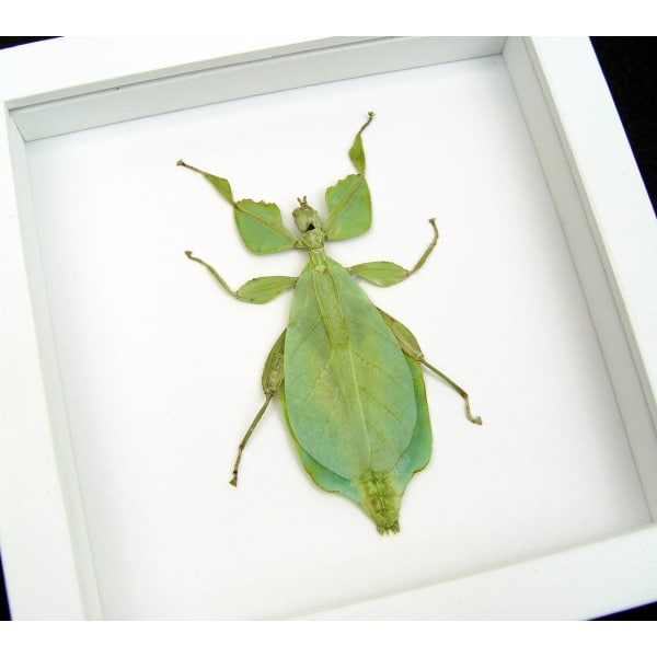 Phyllium celebicum Green Walking Leaf Mimic Framed Insect Vibrant White Display