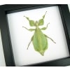 Phyllium celebicum Green Walking Leaf Mimic Framed Insect Classic Black Display
