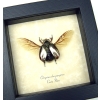 Silver Gold Bronze Scarab Flying Jewel Beetle Framed Chrysina chrysargyrea