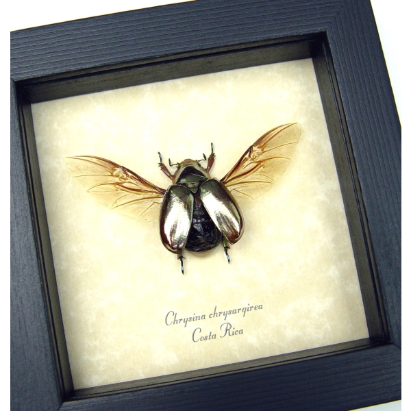 Silver Gold Bronze Scarab Flying Jewel Beetle Framed Chrysina chrysargyrea