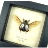Silver Gold Bronze Scarab Flying Jewel Beetle Framed Chrysina chrysargyrea