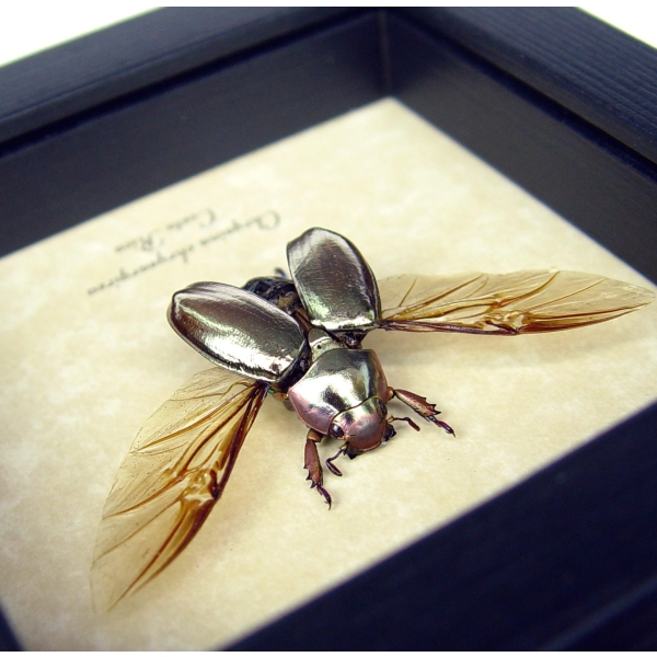 Silver Gold Bronze Scarab Flying Jewel Beetle Framed Chrysina chrysargyrea