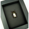 Silver Gold Bronze Scarab Real Jewel Beetle Framed Chrysina chrysargyrea Moonlight Display