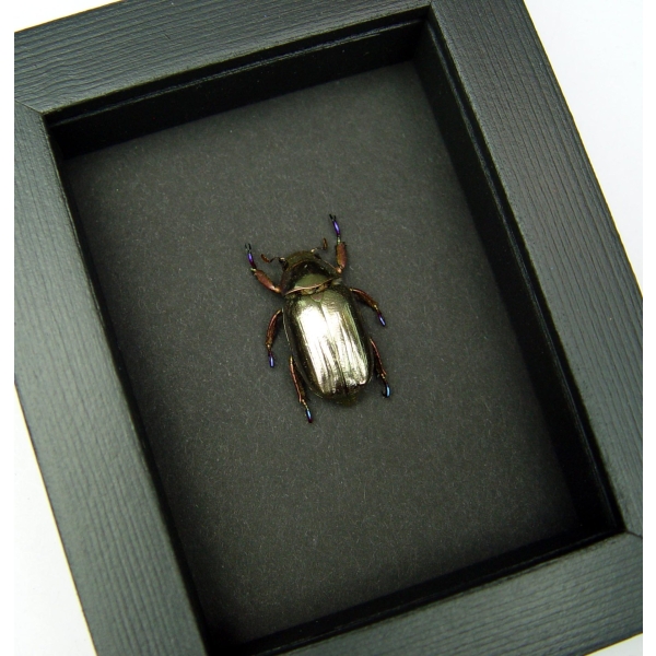 Silver Gold Bronze Scarab Real Jewel Beetle Framed Chrysina chrysargyrea Moonlight Display