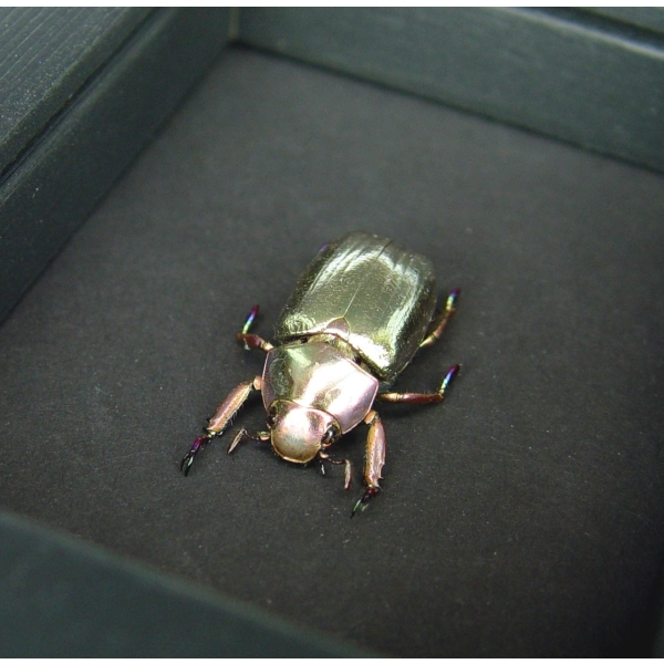 Silver Gold Bronze Scarab Real Jewel Beetle Framed Chrysina chrysargyrea Moonlight Display